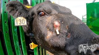 A Cows Gross Abscess Getting Popped [upl. by Donaghue168]