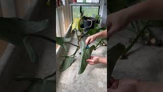 How who you propagate this silver sword philodendron [upl. by Andrei]