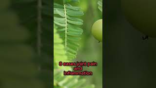 10 Surprising Benefits of Amla You Need to Know [upl. by Aicelf]