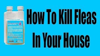 How to kill fleas in the house III [upl. by Anawak]