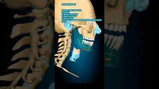 Geniohyoid Muscle humananatomy humanbody humanbody skullanatomy [upl. by Tillio]