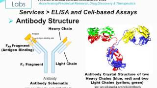 Immuno and Cellbased Assays  Altogen Labs [upl. by Dutchman955]