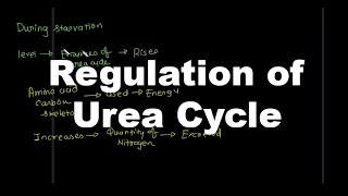 Regulation of urea cycle [upl. by Hawker131]