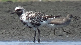 Grey Plover  Pluvialis squatarola  August 2023 [upl. by Retniw]