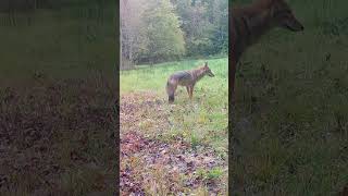 Coyote Prowls the Early Morning Field [upl. by Albert442]