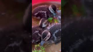 Greenwinged Teal Orphans [upl. by Igic]