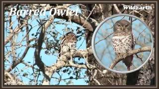 barredowlet0001wmv [upl. by Javed]