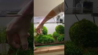 Massive trimming session on my moss aquarium aquarium aquaquarium fishtank fish moss [upl. by Ahsotal]