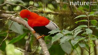 Male Andean cockoftherock Rupicola peruvianus in lek Ecuador April [upl. by Ribaudo]