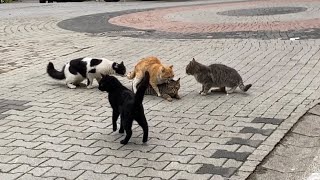 Cats mating nonstop on the street These Cats are so beautiful 😍 [upl. by Narak]