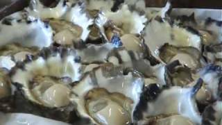 Taste the best Sydney Rock Oyster [upl. by Tandi]