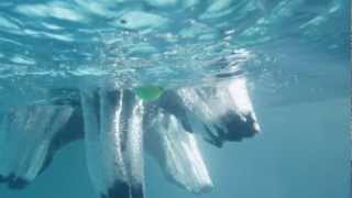 Secret Life of Dogs A Portuguese Water dog jumps into the water captured in slow motion [upl. by Blas20]