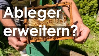 Bienen Muss der Ableger im Miniplus erweitert werden [upl. by Eidlog696]