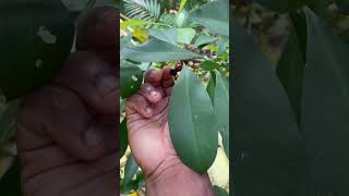 Kili Njaval Ardisia Elliptica Fruit [upl. by Conal]