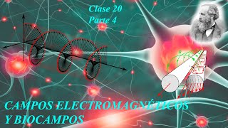 Bioelectromagnetismo Introducción a la Anatomía y fisiología del fenómeno Parte 4 [upl. by Baal164]