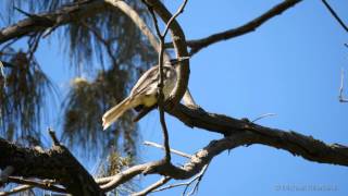 Noisy Friarbird Philemon corniculatus  Lärmlederkopf [upl. by Ardra]