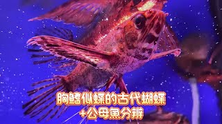 胸鰭似蝶的古代蝴蝶Pantodon buchholzi公母魚分辨 [upl. by Ycinuq]