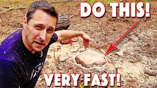 How To Remove A Tree Stump Quickest and Easiest Method [upl. by Uriah]