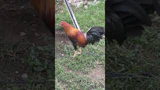 Yellow Legged Hatch  Manok Ni Hamog manoknihamog share shorts shortsvideo shortsfeed ayam [upl. by Rhodie]