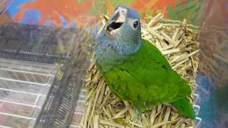 Blueheaded Parrot Baby ： アケボノインコ（ヒナ）山羊鳴き [upl. by Margarete]