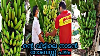 ഞങ്ങടെ വീട്ടിലെ നാടൻ റോബസ്റ്റ് പഴം 😍 Robusta Banana [upl. by Aicerg]