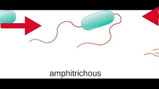 Classification of Bacteria  Different shapes of Bacteria [upl. by Sirrap884]