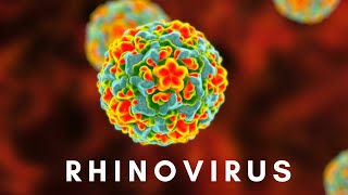 Rhinovirus and the Common Cold [upl. by Assili]