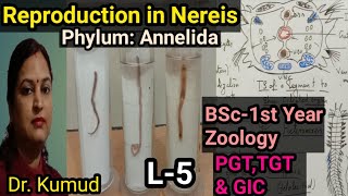 Nereis Reproduction in Nereis EpitokeSwarming amp Fertilization in HeteronereisBSc1st Zoology [upl. by Gardal]