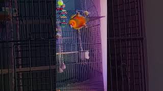 My sun conure Kabeer birds sunconure [upl. by Animlehliw688]