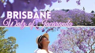 Waltz of Jacaranda  Brisbane Australia [upl. by Tound721]