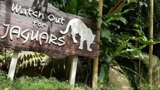 River safari amazon river quest boat ride Singapore Zoo [upl. by Avehs935]