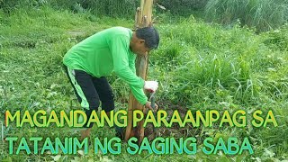 VLOG 143 MAGANDANG PARAAN SA PAG TATANIM NG SAGING SABA [upl. by Sinnaoi]