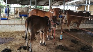 วัวท้องหรือไม่ท้องดูยังไงเคล็ดลับ ของวิเชียรฟาร์ม ไปดูกันลยครับ cow Brahmans CHATGAN FARM [upl. by Ativahs869]