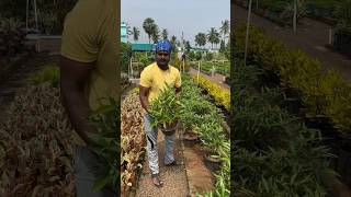 మినీ కదంబం మొక్కలు 800 gardenflowers 2024 garden తెలుగుతోట1 [upl. by Ssidnac736]