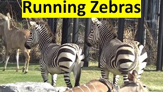 Zebras Running Slow Motion I Dallas Zoo [upl. by Frank829]