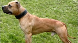 Gr Ch Haunch apbt dogbreed dogtype [upl. by Isabea]