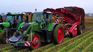 Knolselderij rooien amp inschuren  Grimme Rootster 604  Harvesting celeriac  Knollensellerie ernten [upl. by Scharf]