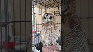 കാലൻ കോഴിയെ പേടിയുണ്ടോ 😳  Mottled Wood Owl rescue birds owl [upl. by Geralda]