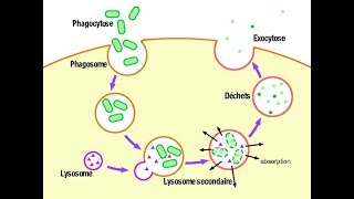 معلومة مهمة Les lysosomes fonction hétérophagie [upl. by Alastair]