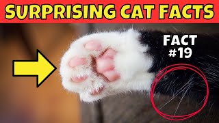 25 Surprising Cat Facts You Probably Didnt Know [upl. by Ul473]