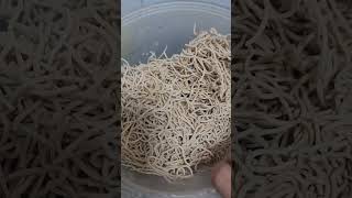 The Best Pancit Cabagan viralvideo food shortsvideo shortsviral shortsfeed viralshorts yt [upl. by Hulburt859]