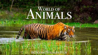 Animal World 4K  Scenic Wildlife Film With Calming Music [upl. by Darline320]