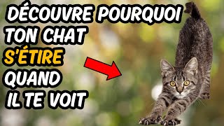 Quand Ton Chat Te Voit Puis S’étire Il Veut Te Dire 👉 Ces 13 Choses Surprenantes [upl. by Butch]