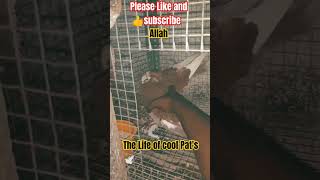 Kabutar ki videoallahquranbayan allah shorts whatsappstatus youtubeshortspigeon fancykabutar [upl. by Alrats]