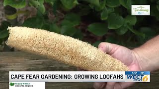 Cape Fear Gardening Growing Loofahs [upl. by Bywaters512]