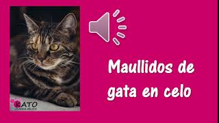 maullidos de gata en celo [upl. by Adnwahs]