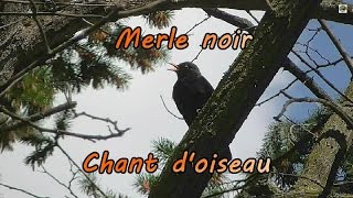 Merle  chant doiseaux  2 Merles se répondent [upl. by Nordin]