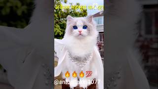 AI cat feelings bhojpuri shorts bhoojpurichathsong trending [upl. by Jaffe888]