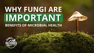 Mycology Lecture  Fungal Fun with Peter McCoy Dr Mary Cole and Dr Elaine Ingham [upl. by Ahsemal]