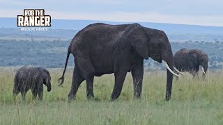 Mysterious Encounter with ELEPHANTS in the Maasai Mara  Zebra Plains Safari [upl. by Anas]